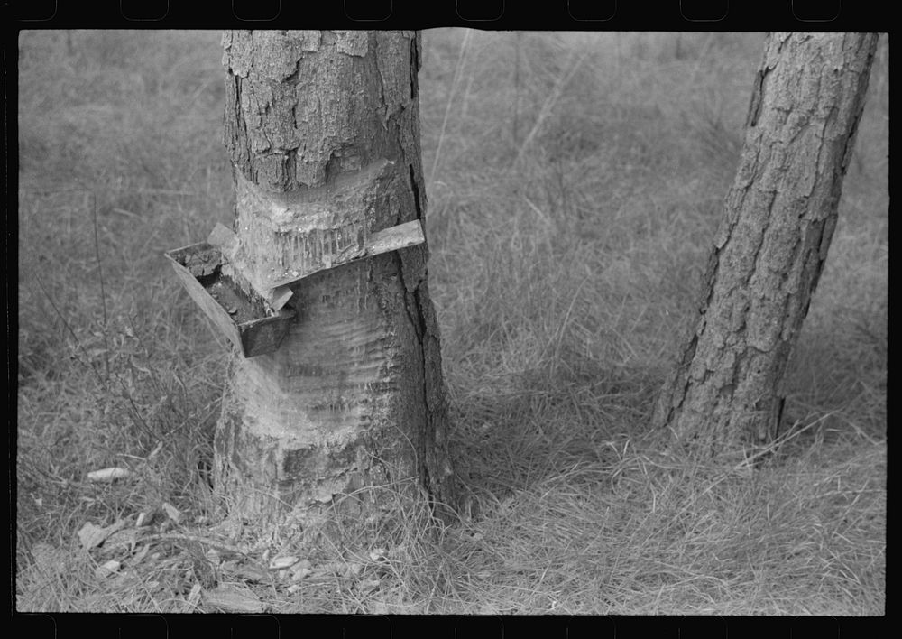 [Untitled photo, possibly related to: A "hack" used in chipping turpentine in a turpentine grove near Pembroke, Georgia].…