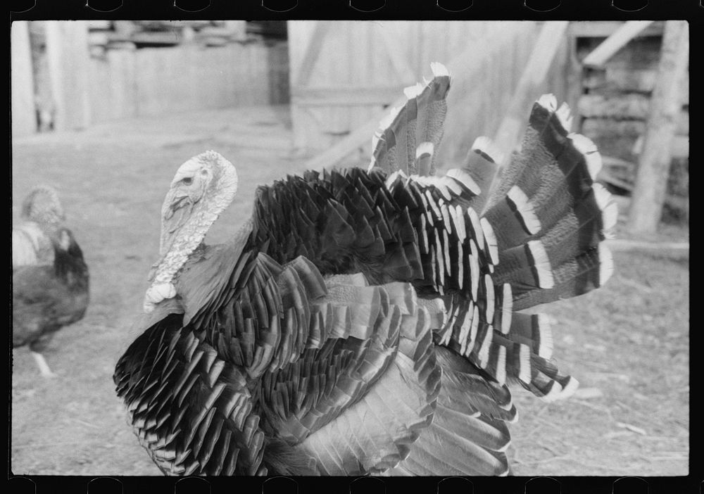 Turkey on the farm of a French-Canadian potato farmer in Soldier Pond, Maine. Sourced from the Library of Congress.