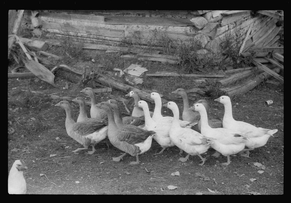 Geese on the farm of a French-Canadian potato farmer in Soldier Pond, Maine. Sourced from the Library of Congress.