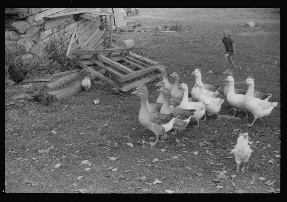 [Untitled photo, possibly related to: Geese on the farm of a French-Canadian potato farmer in Soldier Pond, Maine]. Sourced…