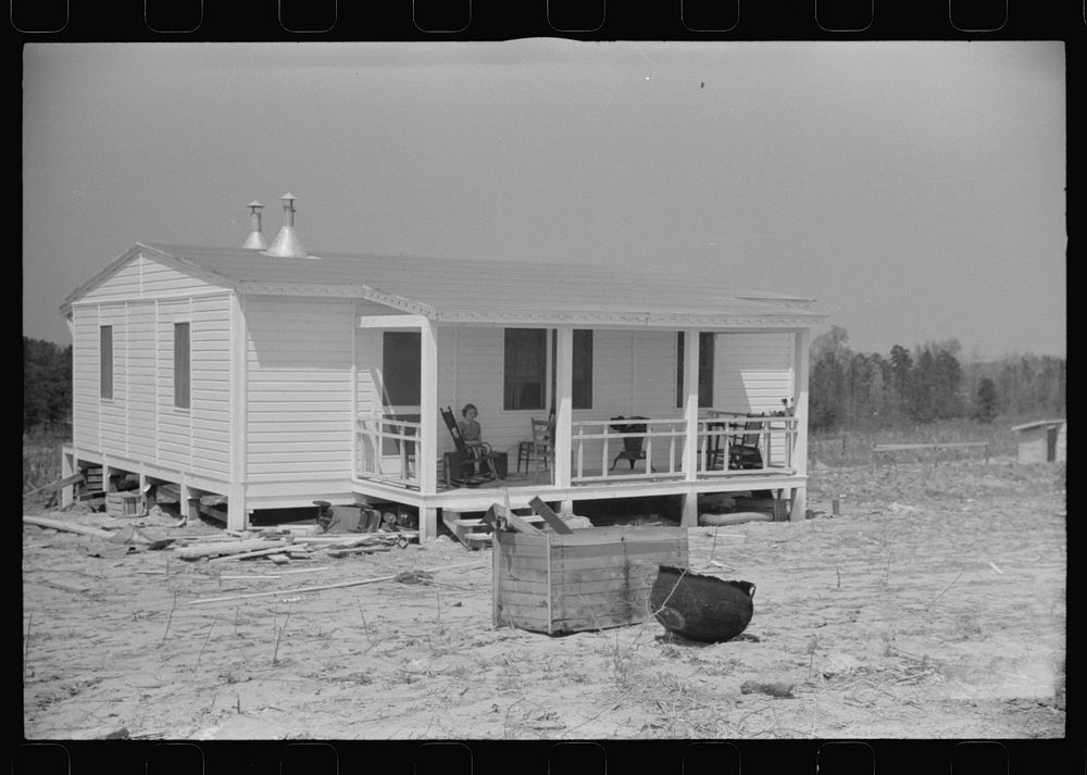 [Untitled photo, possibly related to: Cow watching her owners move into their new prefabricated house from the Camp Croft…