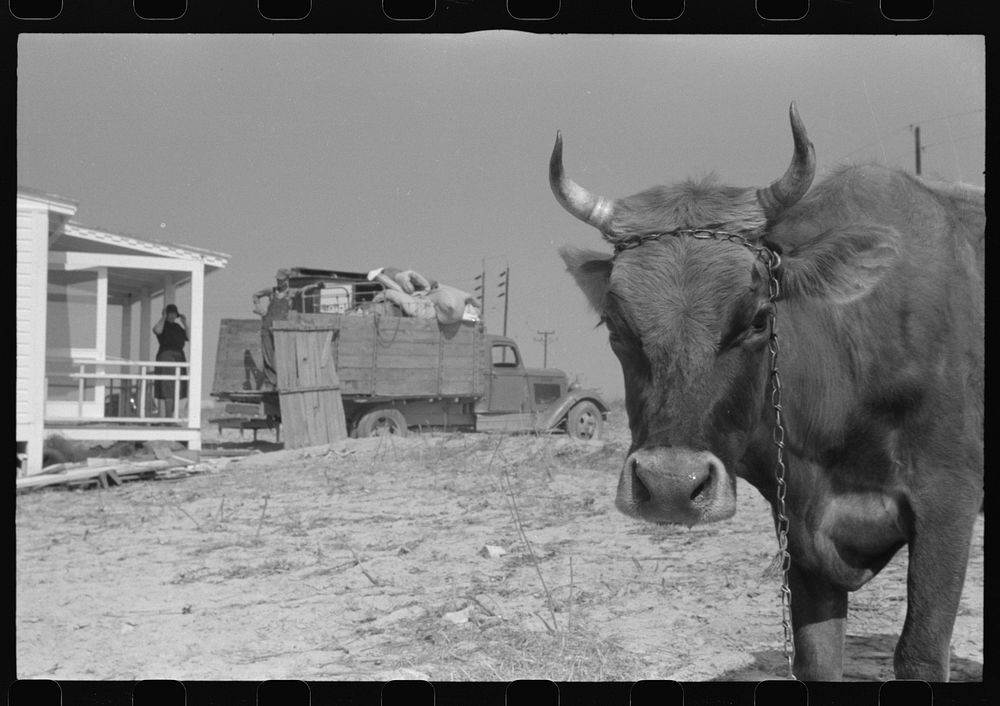 [Untitled photo, possibly related to: Cow watching her owners move into their new prefabricated house from the Camp Croft…