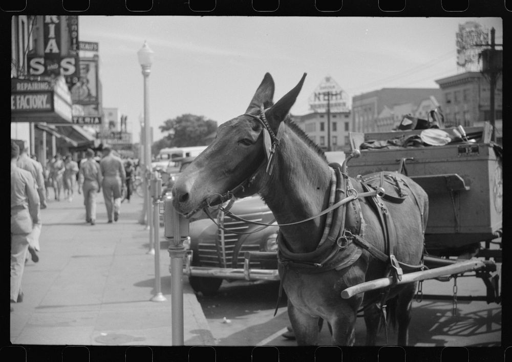 Mule on main street in Columbus, Georgia. Sourced from the Library of Congress.