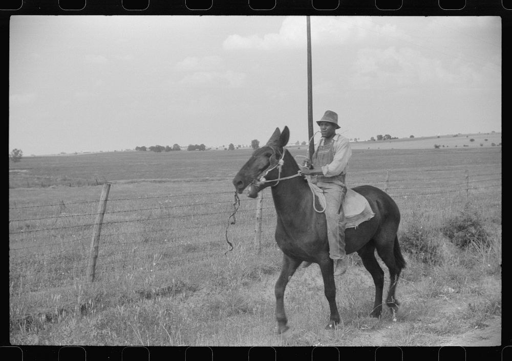  cowhand in Hale County, Alabama. Sourced from the Library of Congress.