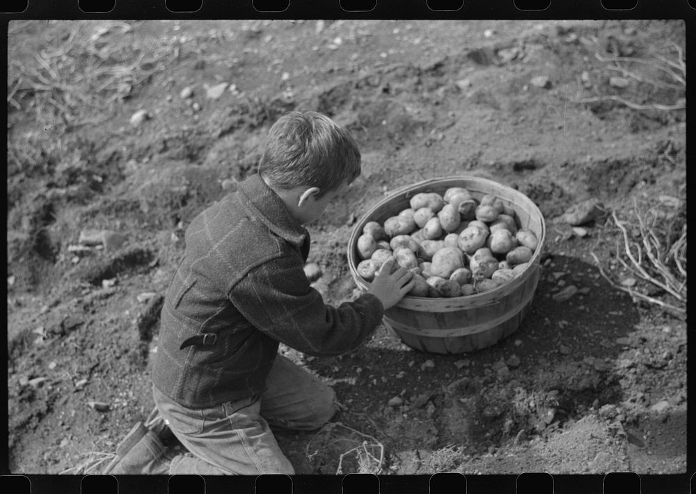 One of the children of William Gaynor, FSA (Farm Security Administration) dairy farmer, picking up potatoes on their farm…
