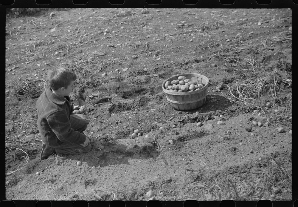 [Untitled photo, possibly related to: One of the children of William Gaynor, FSA (Farm Security Administration) dairy…