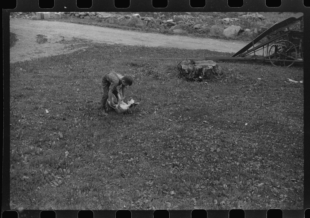 [Untitled photo, possibly related to: One of the Gaynor children playing with his dog on the Gaynor farm near Fairfield…