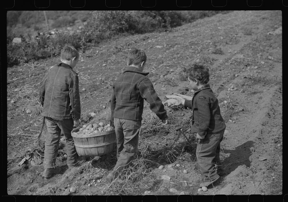 Children of William Gaynor, FSA (Farm Security Administration) dairy farmer, picking up potatoes on their farm near…