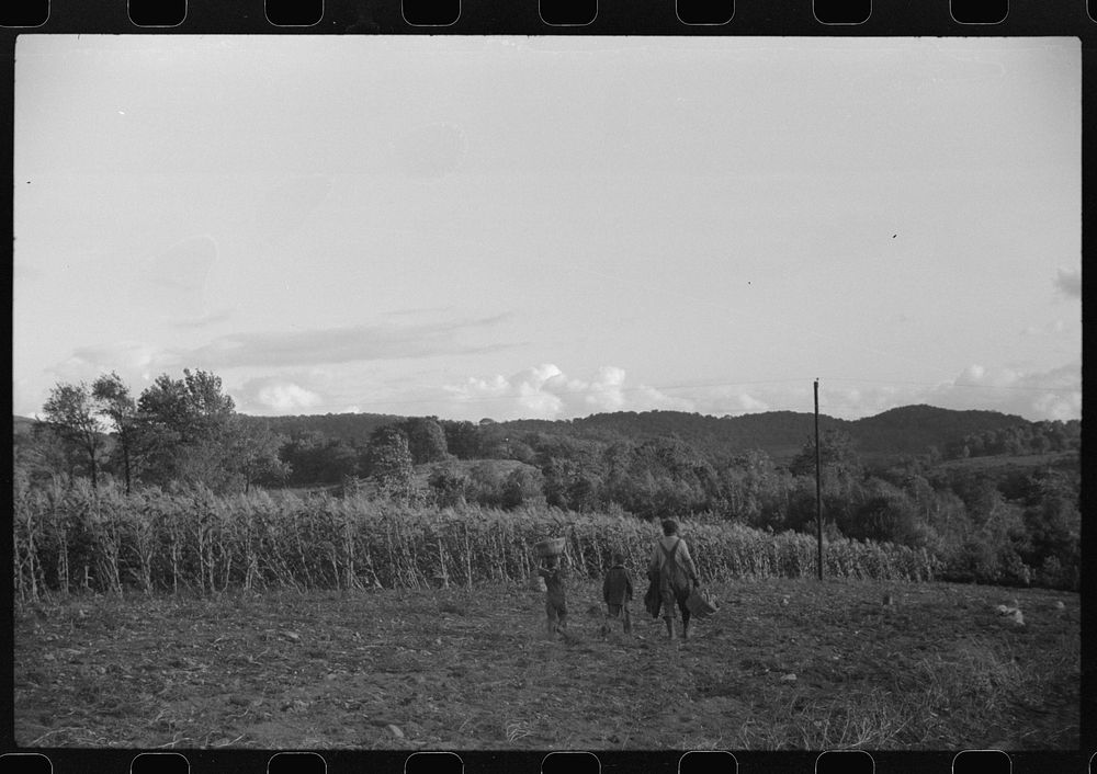 [Untitled photo, possibly related to: Children of William Gaynor, FSA (Farm Security Administration) dairy farmer, picking…