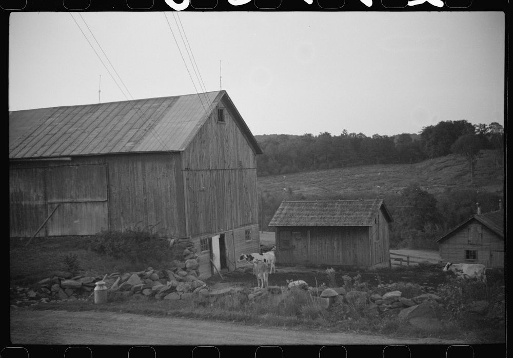 [Untitled photo, possibly related to: Cows going into the barn early in the morning on the farm of William Gaynor, FSA (Farm…