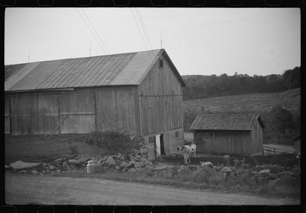 [Untitled photo, possibly related to: Cows going into the barn early in the morning on the farm of William Gaynor, FSA (Farm…