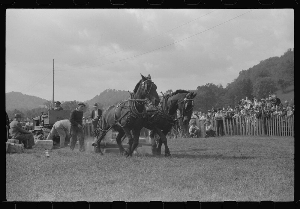 Weight-pulling contest for horses at the "World's Fair" in Tunbridge, Vermont. Sourced from the Library of Congress.