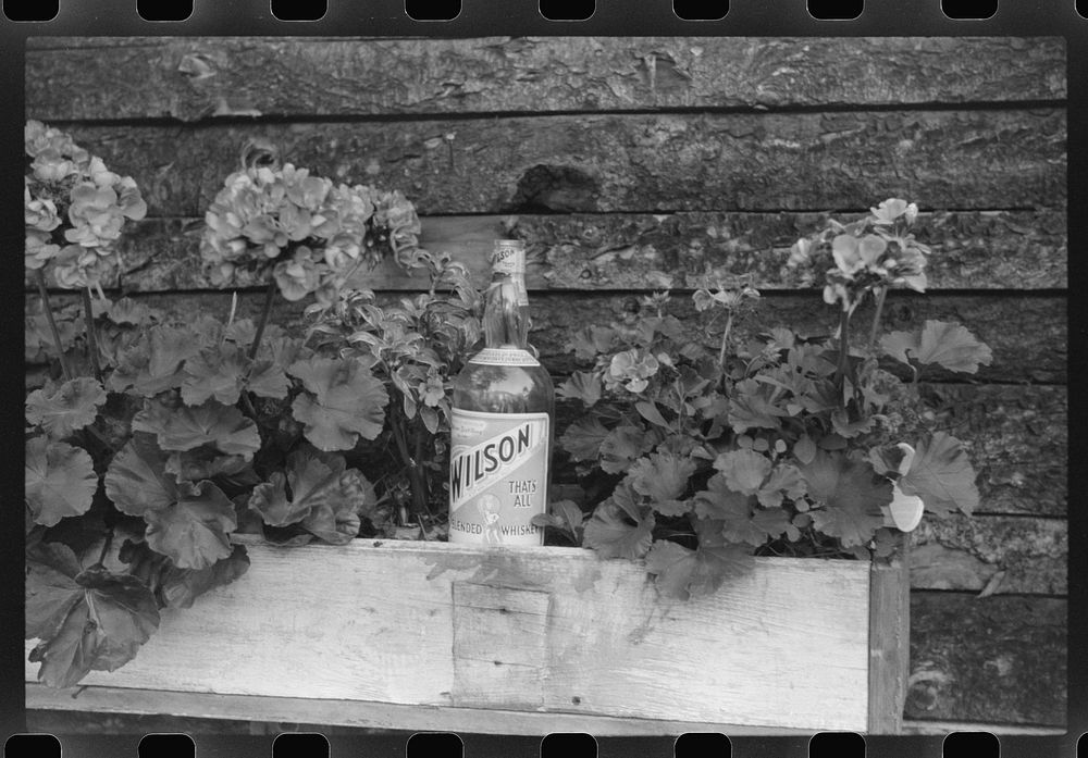 Empty whiskey bottle stuck in a flower pot by some merrymaker at the World's Fair in Tunbridge, Vermont. Sourced from the…