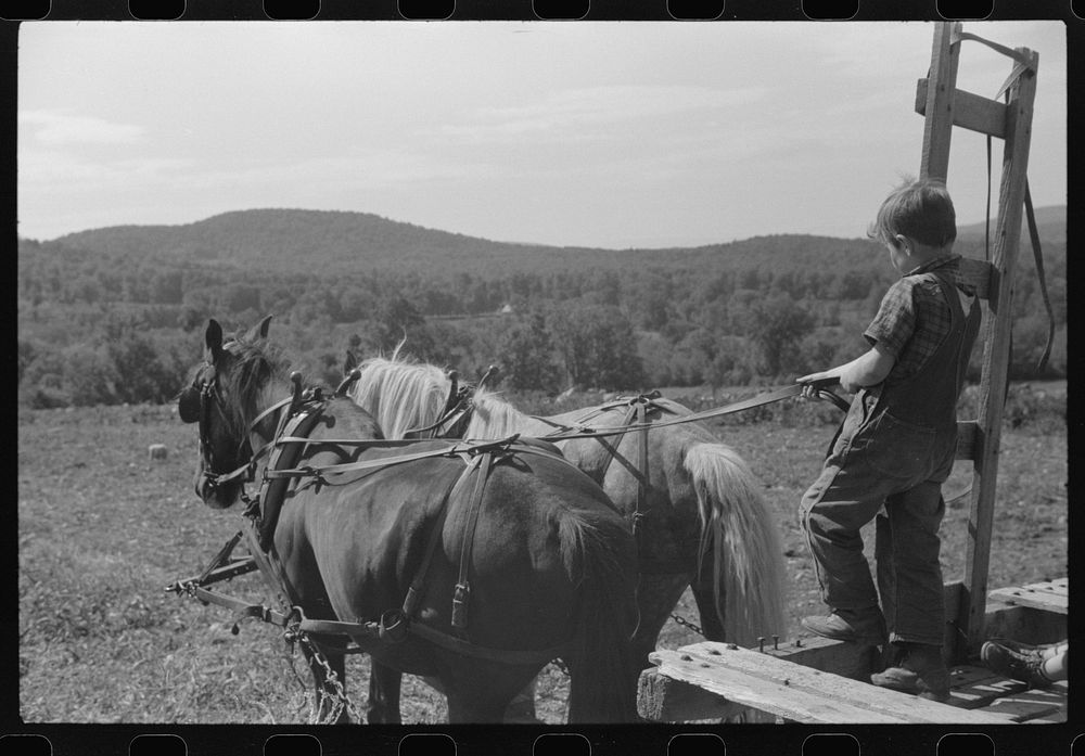 Johnny Gaynor driving team of horses on the Gaynor farm near Fairfield, Vermont. Sourced from the Library of Congress.
