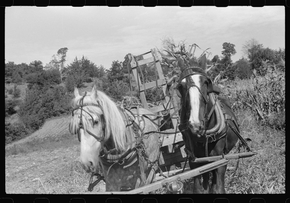 [Untitled photo, possibly related to: Johnny Gaynor driving a team of horses on the Gaynor farm near Fairfield, Vermont].…