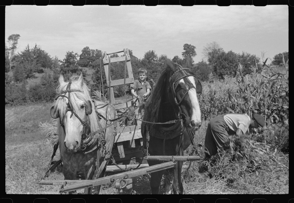 [Untitled photo, possibly related to: Johnny Gaynor driving a team of horses on the Gaynor farm near Fairfield, Vermont].…
