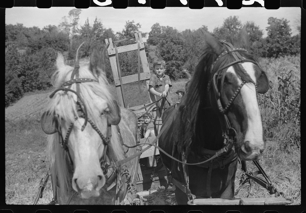 Johnny Gaynor driving a team of horses on the Gaynor farm near Fairfield, Vermont. Sourced from the Library of Congress.