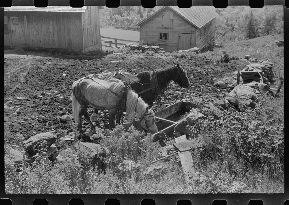 Horses drinking water on the Gaynor farm near Fairfield, Vermont. Sourced from the Library of Congress.