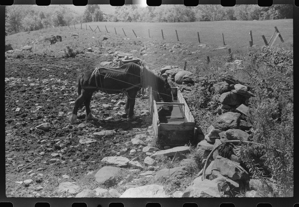 [Untitled photo, possibly related to: Horses drinking water on the Gaynor farm near Fairfield, Vermont]. Sourced from the…