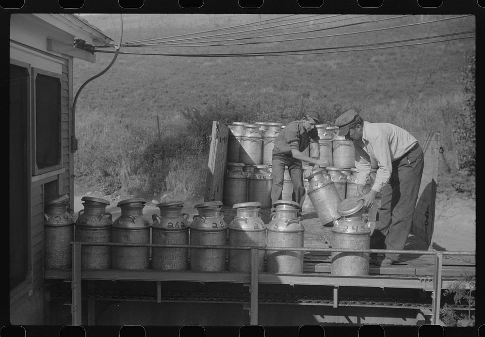 [Untitled photo, possibly related to: Opening milk cans at the United Farmers Coop Creamery in East Berkshire, Vermont].…