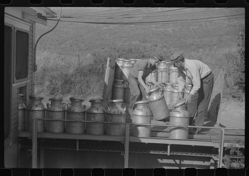 Opening milk cans at the United Farmers Coop Creamery in East Berkshire, Vermont. Sourced from the Library of Congress.