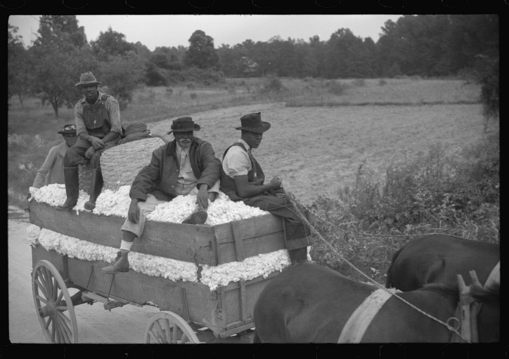 [Untitled photo, possibly related to: Bringing a wagonload of cotton in to the gin, Greene County, Georgia]. Sourced from…