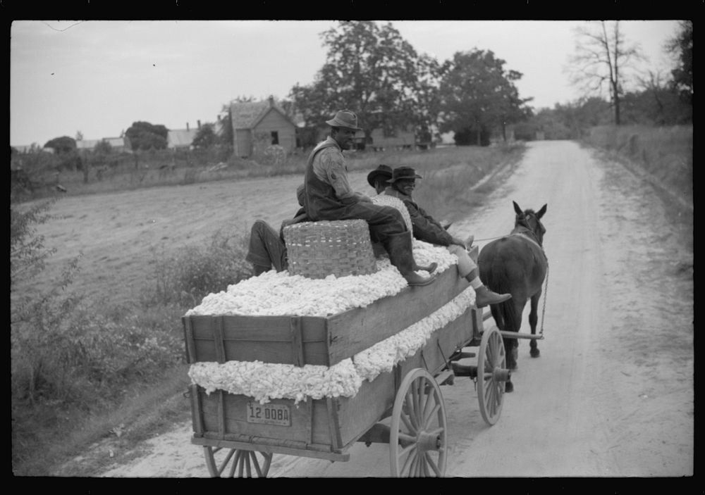 Bringing a wagonload of cotton in to the gin, Greene County, Georgia. Sourced from the Library of Congress.