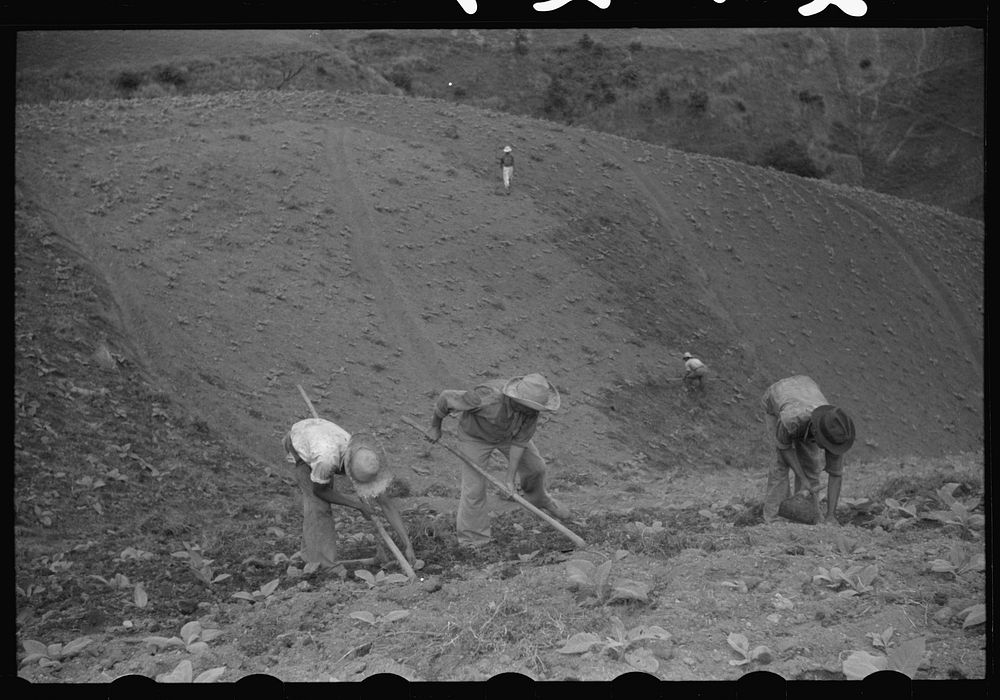 Cultivating tobacco in a field near Barranquitas, Puerto Rico. Sourced from the Library of Congress.