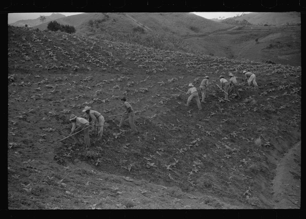 [Untitled photo, possibly related to: Cultivating tobacco in a field near Barranquitas, Puerto Rico]. Sourced from the…