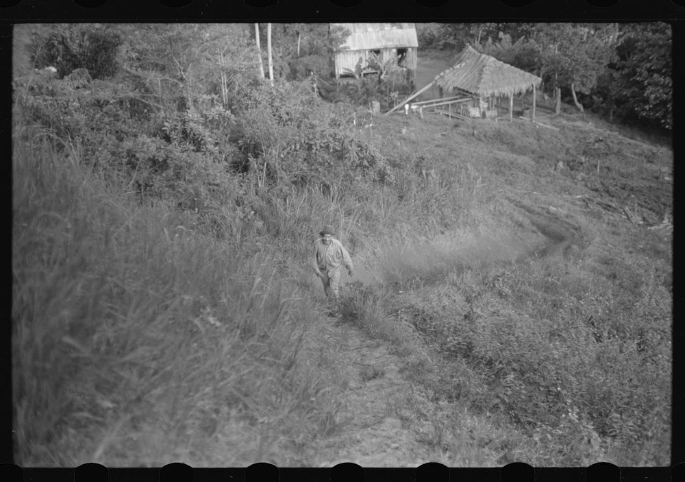 [Untitled photo, possibly related to: FSA (Farm Security Administration) borrower near Corozal, Puerto Rico]. Sourced from…