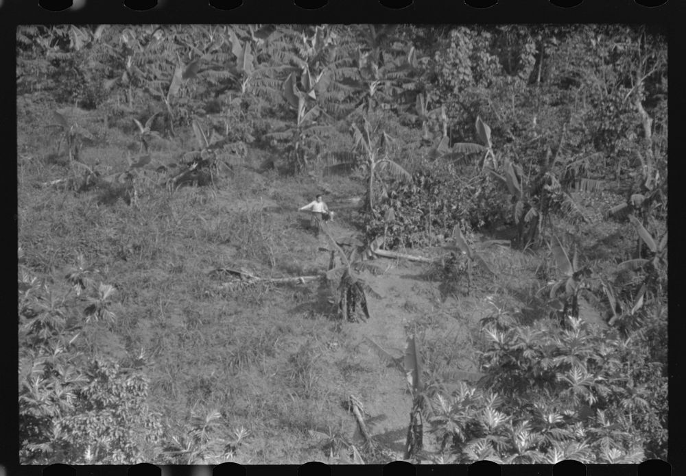 [Untitled photo, possibly related to: Farm landscape in the hills near Corozal, Puerto Rico]. Sourced from the Library of…