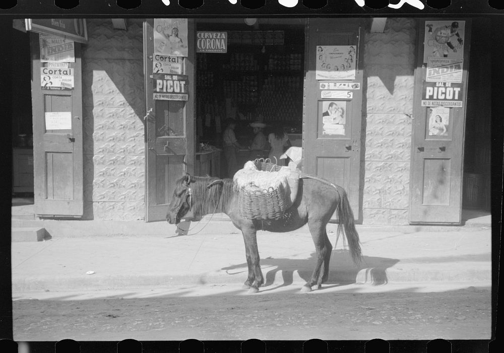 Horses are the principle means of transportation for farmers who live in the hills. Puerto Rico. Sourced from the Library of…