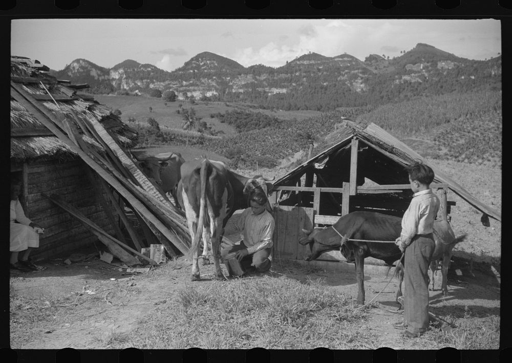 [Untitled photo, possibly related to: On the farm of a FSA (Farm Security Administration) borrower near Corozal, Puerto…