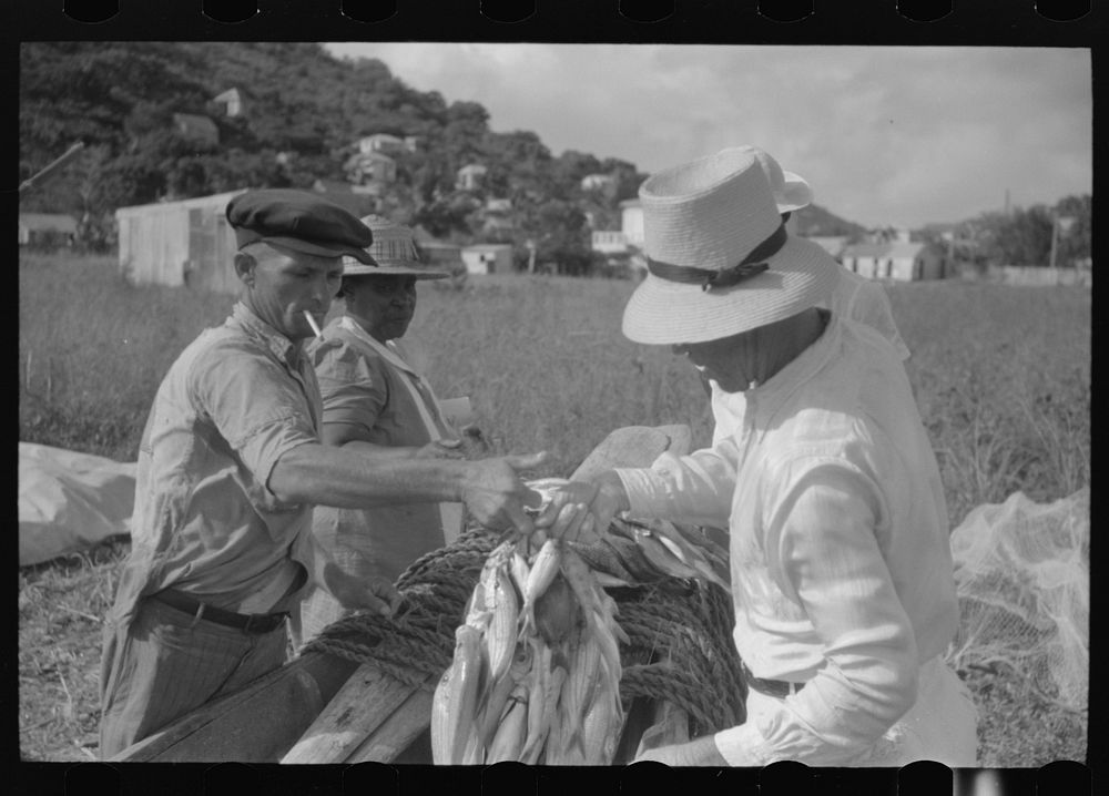 French Village, a small settlement on St. Thomas Island, Virgin Islands. Some of the day's catch brought in by fishermen.…