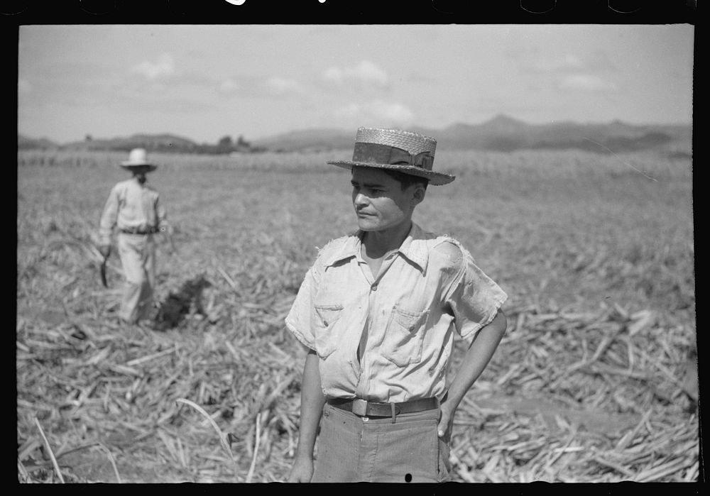 Farm laborer working in the sugar fields near Yauco, Puerto Rico. Sourced from the Library of Congress.