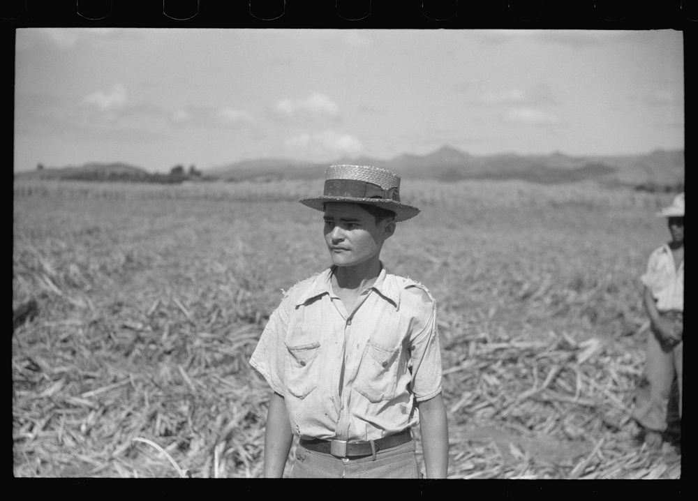 [Untitled photo, possibly related to: Farm laborer working in the sugar fields near Yauco, Puerto Rico]. Sourced from the…