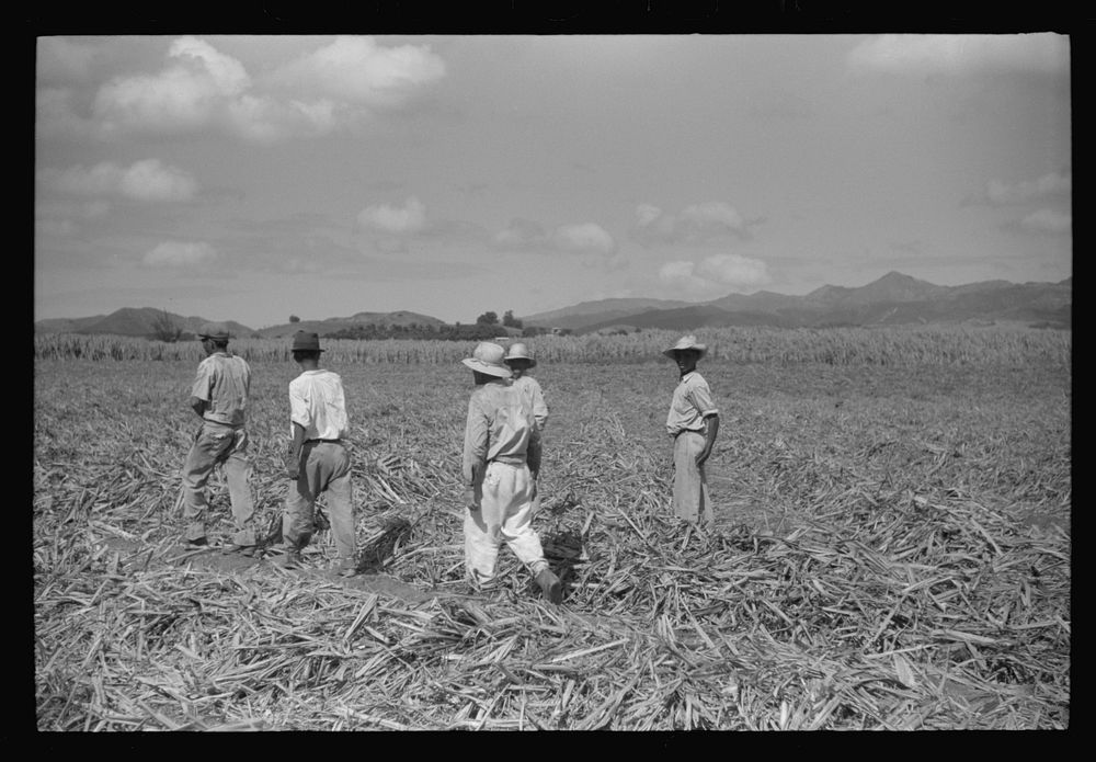 Farm laborers in the sugar fields near Yauco going off to lunch, Puerto Rico. Sourced from the Library of Congress.