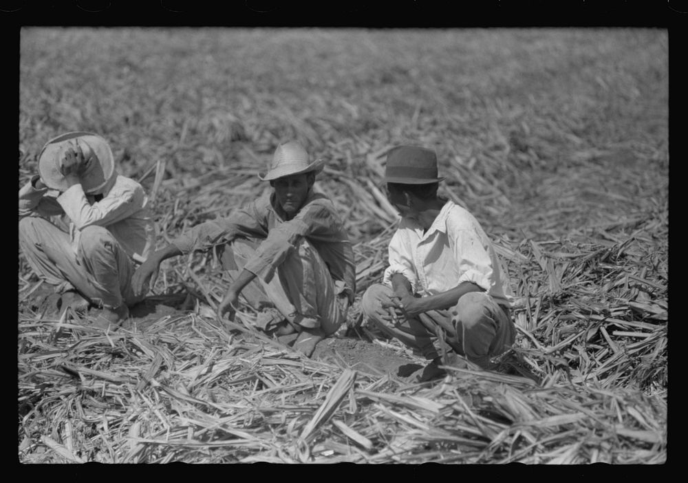 [Untitled photo, possibly related to: Farm laborers in the sugar fields near Yauco, Puerto Rico]. Sourced from the Library…
