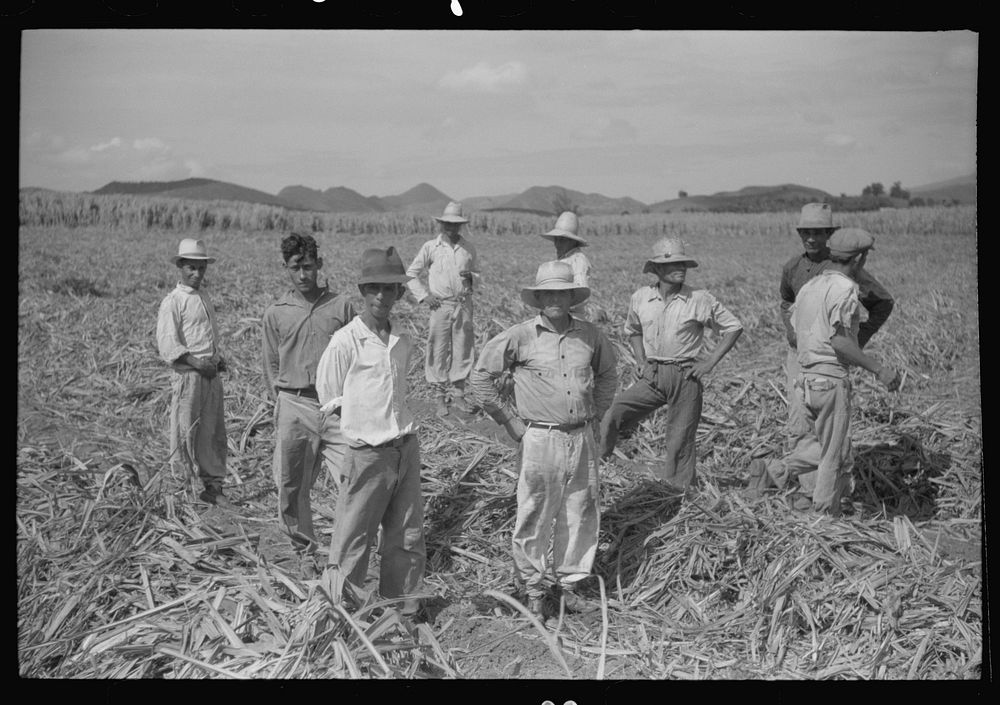 [Untitled photo, possibly related to: Farm laborers in the sugar fields near Yauco going off to lunch, Puerto Rico]. Sourced…