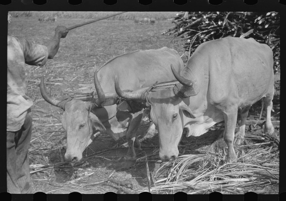 Team of oxen pulling sugarcane in a field near Guanica, Puerto Rico. Sourced from the Library of Congress.