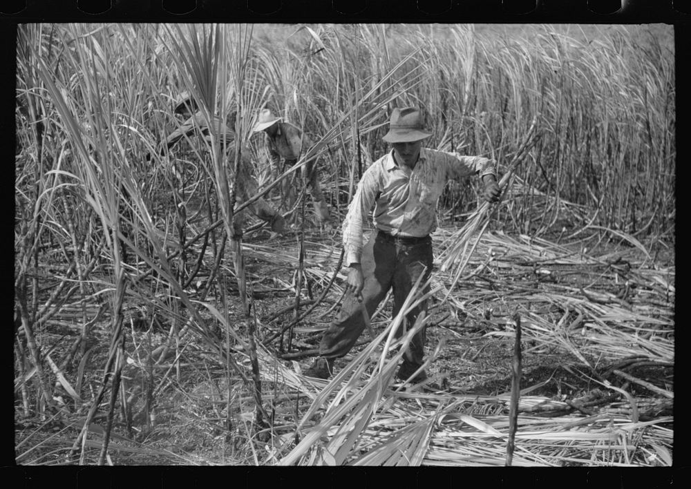 [Untitled photo, possibly related to: Cutting burned sugarcane in a field near Guanica, Puerto Rico]. Sourced from the…