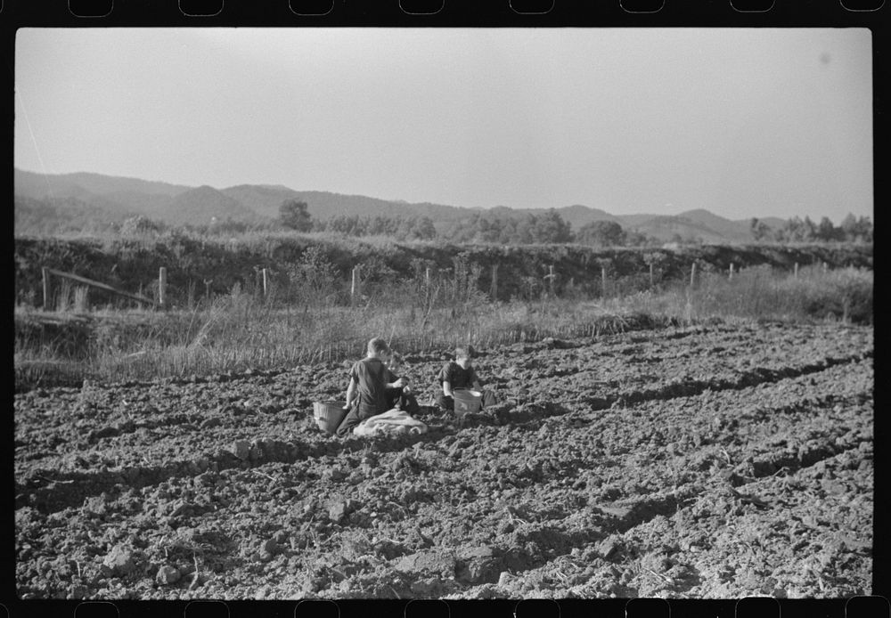 [Untitled photo, possibly related to: Children of homesteaders getting potatoes out of community garden, Tygart Valley, West…