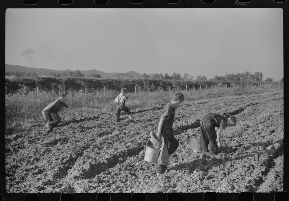 Children of homesteaders getting potatoes out of community garden, Tygart Valley, West Virginia by Marion Post Wolcott