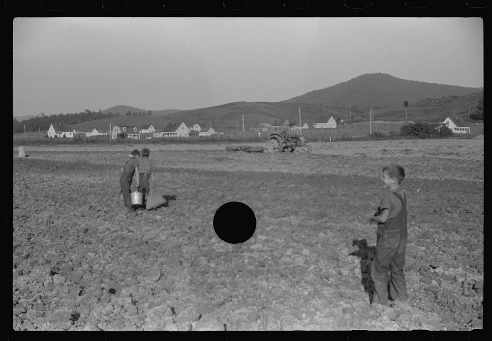 [Untitled photo, possibly related to: Children of homesteaders getting potatoes out of community garden, Tygart Valley, West…