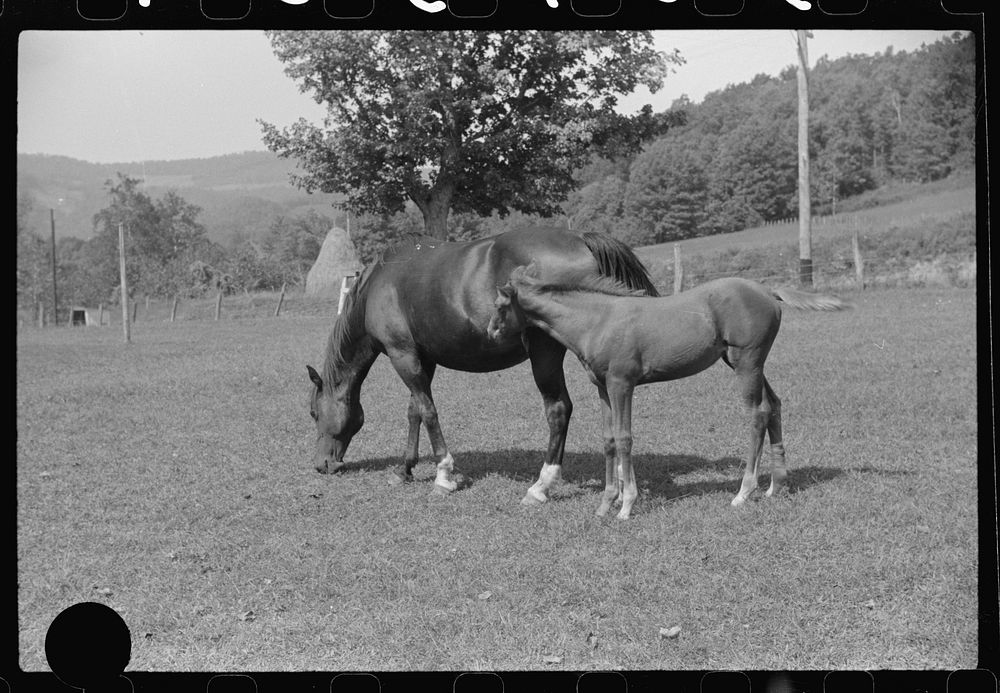 [Untitled photo, possibly related to: Young colt and mare, Tygart Valley, West Virginia]. Sourced from the Library of…