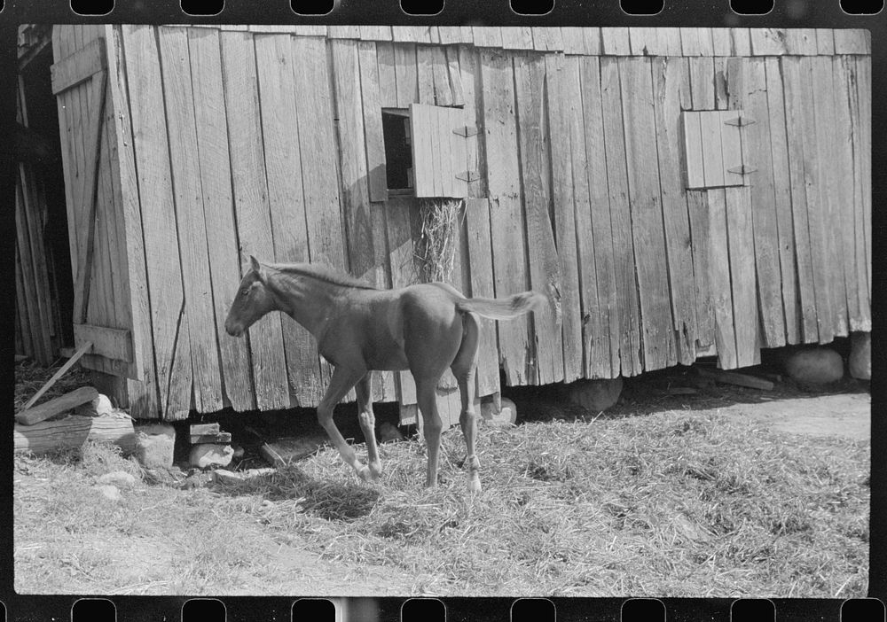 [Untitled photo, possibly related to: Young colt, Tygart Valley, West Virginia]. Sourced from the Library of Congress.