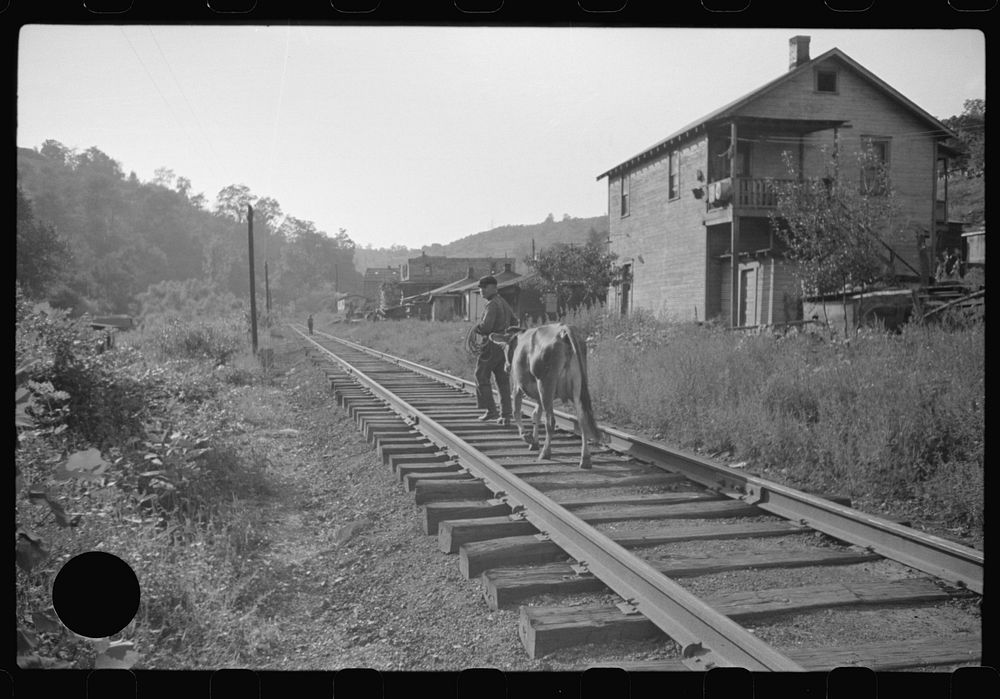 [Untitled photo, possibly related to: Even the cow goes home along the tracks, the main thoroughfare. Scotts Run, West…