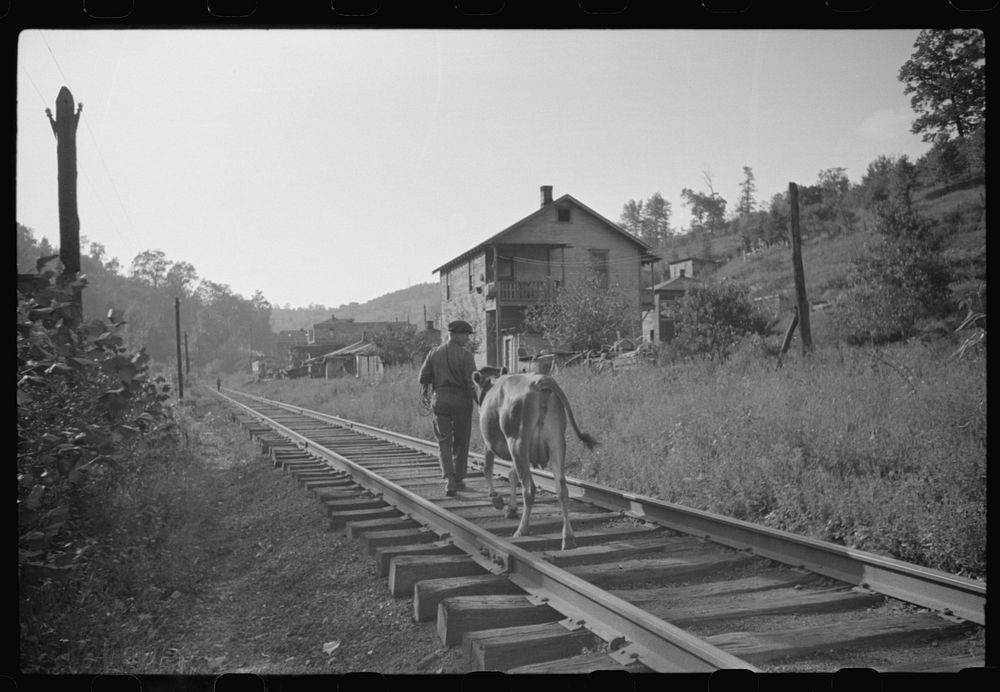 Even the cow goes home along the tracks, the main thoroughfare. Scotts Run, West Virginia. Sourced from the Library of…