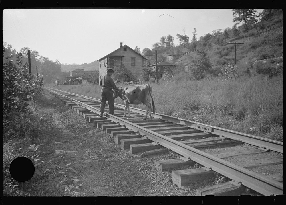 [Untitled photo, possibly related to: Even the cow goes home along the tracks, the main thoroughfare. Scotts Run, West…