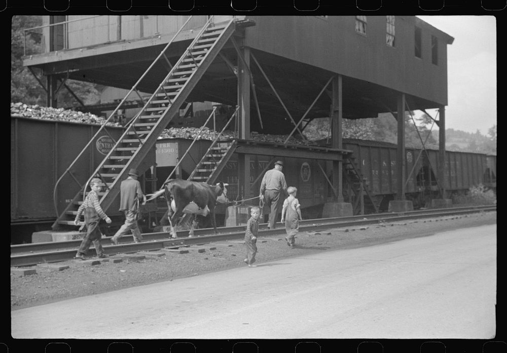 Even the cow goes home along the tracks, the main thoroughfare. Scotts Run, West Virginia. Sourced from the Library of…